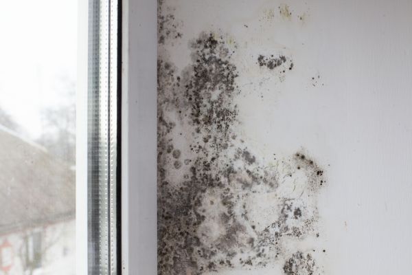 Grow your Mold Remediation business