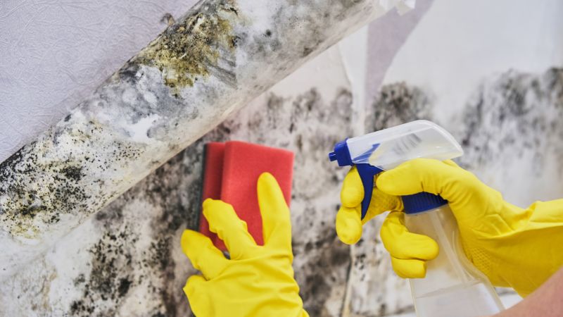 Basement Mold Remediation in Jupiter, FL