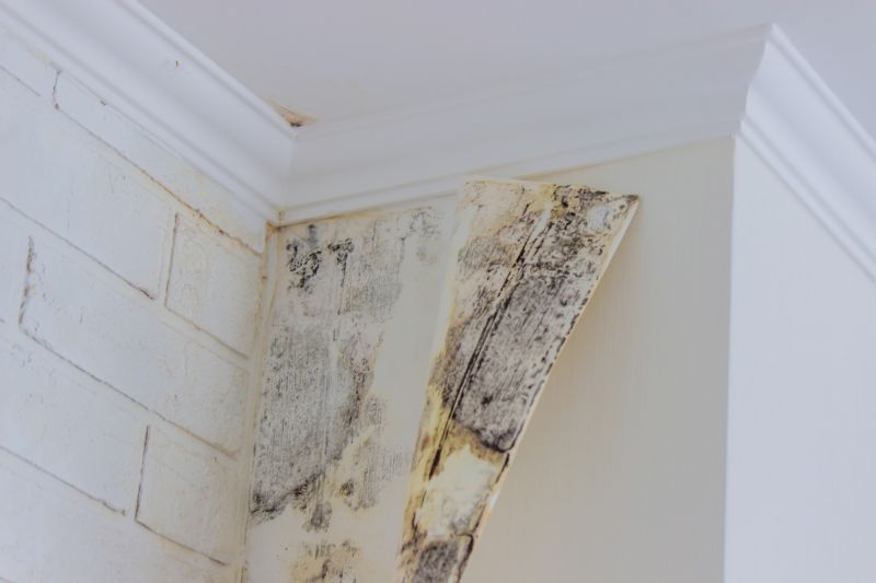 Basement Mold Remediation in Fort Lauderdale, FL