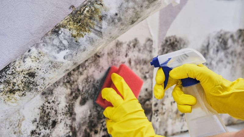 Garage Mold Remediation in Frisco, TX