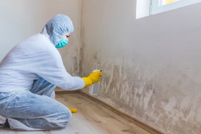 Mold Damage Repair