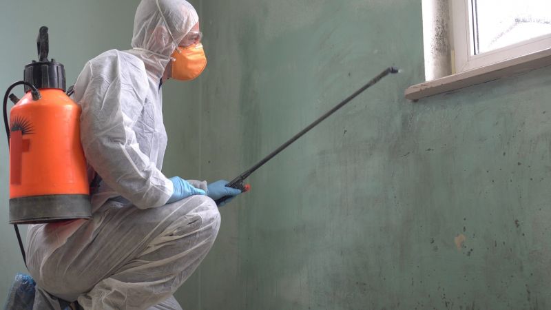 Professional Mold Inspection